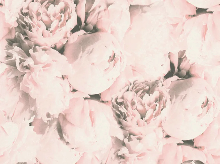 Papel de parede com rosas grandes em rosa-claro e cinza.
